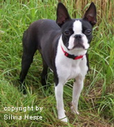 Mama Bechmann´s Bella Bionda